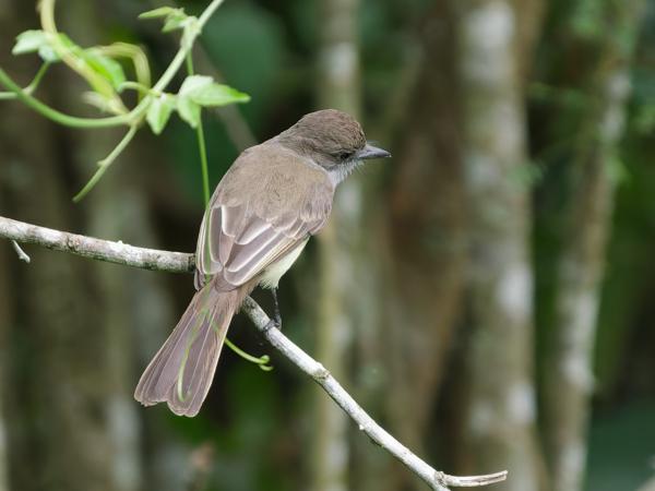 Kortkuiftiran (Myiarchus ferox)
